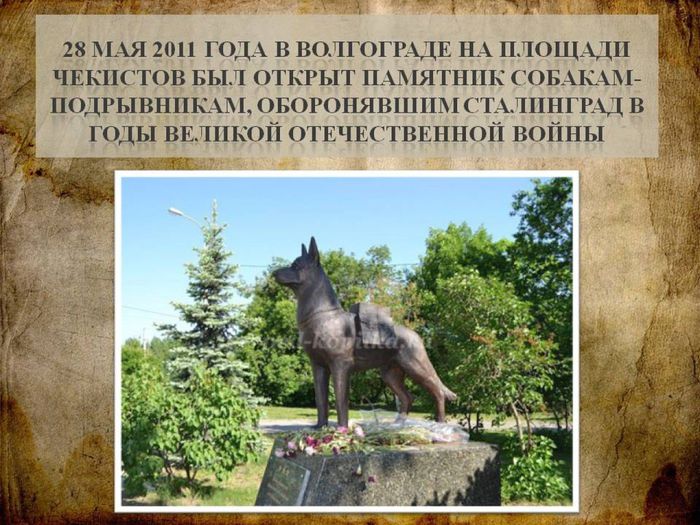 Собаки - участники Великой Отечественной войны14
