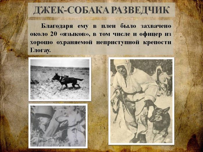 Собаки - участники Великой Отечественной войны12