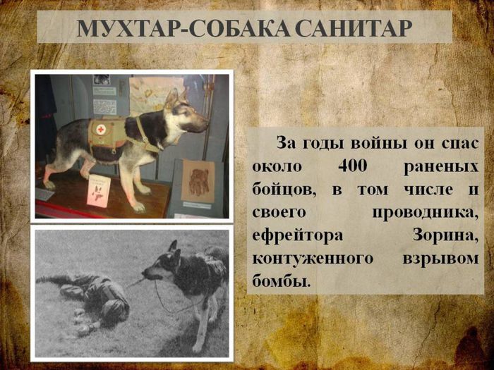 Собаки - участники Великой Отечественной войны11