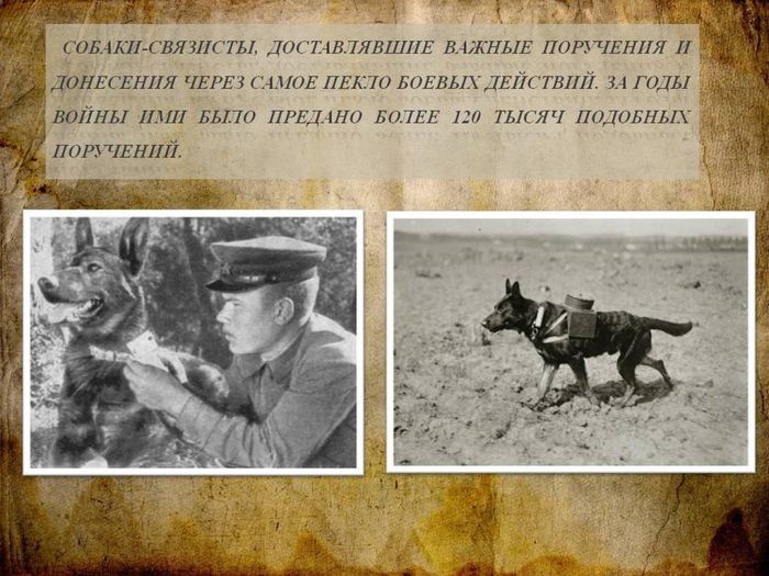 Собаки - участники Великой Отечественной войны3
