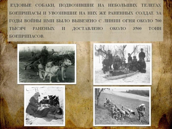 Собаки - участники Великой Отечественной войны2