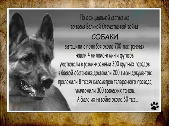 Собаки - участники Великой Отечественной войны13