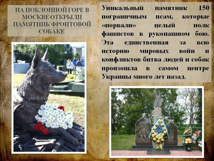 Собаки - участники Великой Отечественной войны15