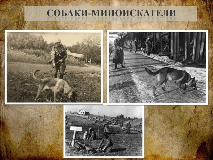 Собаки - участники Великой Отечественной войны4