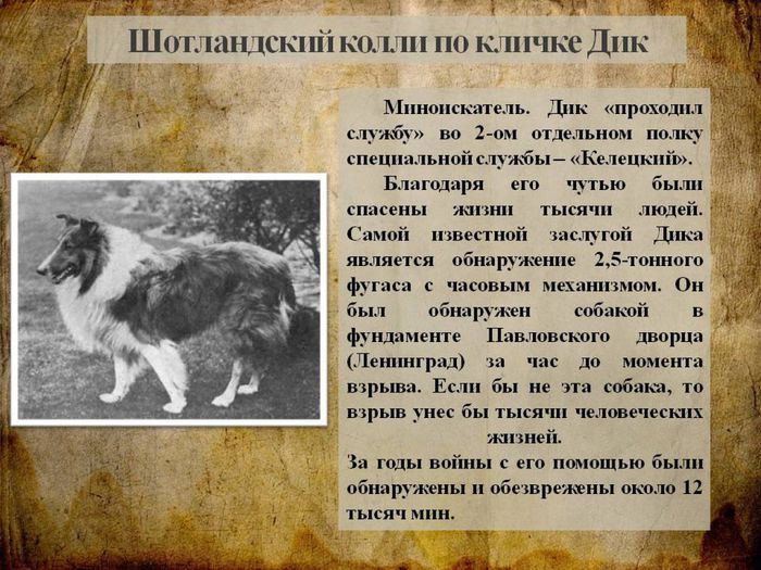 Собаки - участники Великой Отечественной войны10