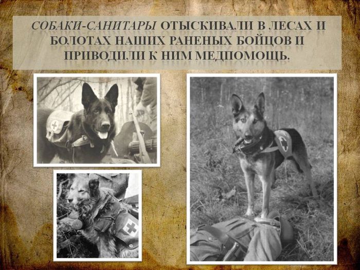Собаки - участники Великой Отечественной войны5