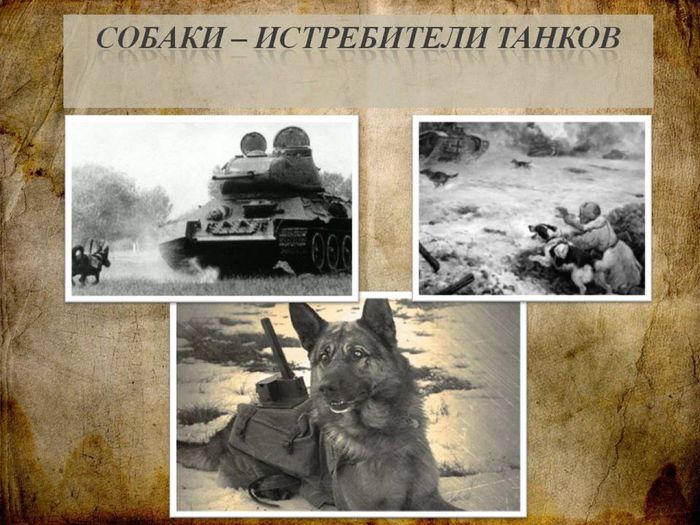 Собаки - участники Великой Отечественной войны6