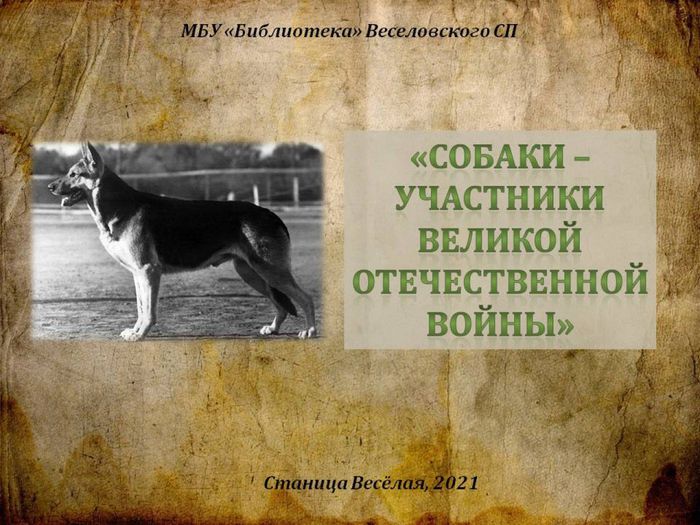 Собаки - участники Великой Отечественной войны1